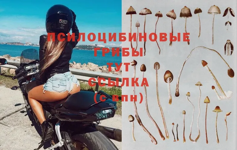 Псилоцибиновые грибы Psilocybe  сколько стоит  Вытегра 